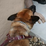 K9 (Canine) Training Products