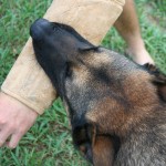 K9 (Canine) Training Products